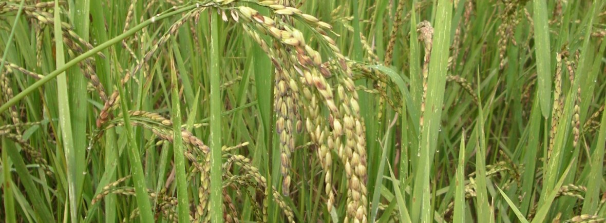 5-elementen-koken: principes