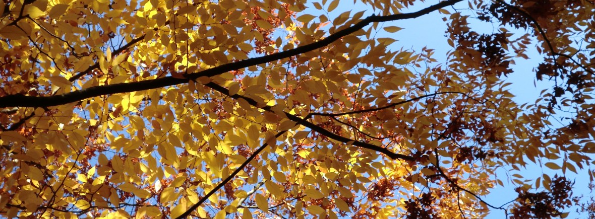 Rol van de longen in de Traditionele Chinese Geneeskunde - TCM