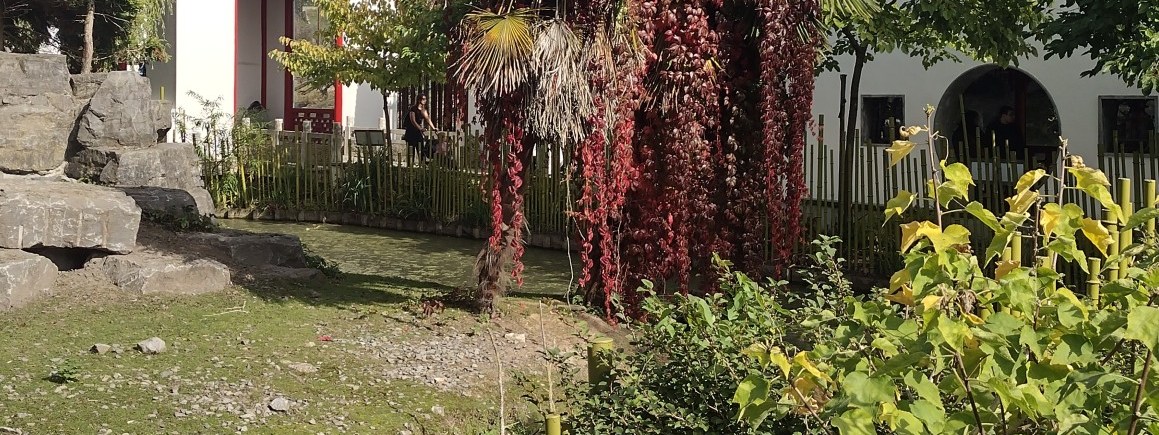 Voorkom menstruatieklachten met Traditionele Chinese geneeskunde