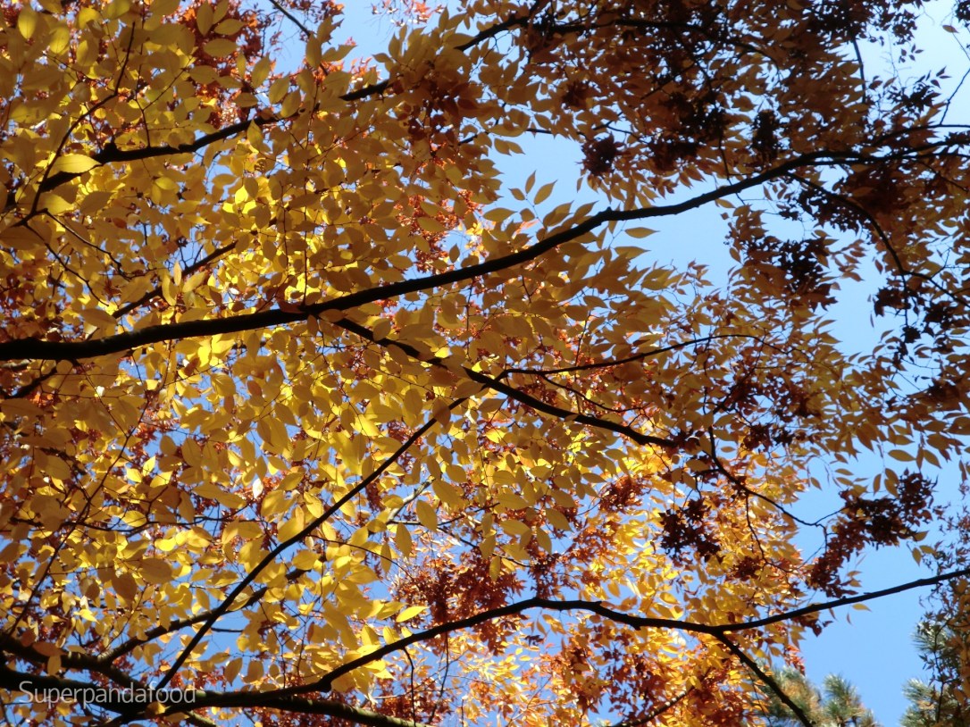 TCM-tips voor betere weerstand in de&nbsp;herfst